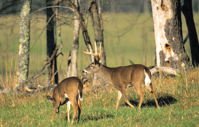 two deer one buck with head up one deer head down facing away from camera
